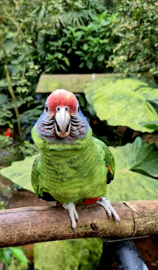 Foz do Iguaçu e região