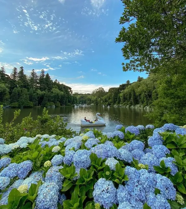 Lago em Gramado com pedalinhos e hortênsias